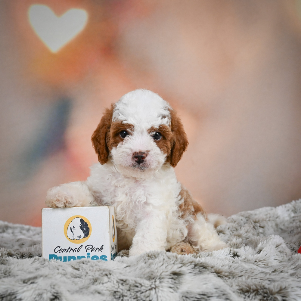 F1b Cavapoo Puppy for Sale in NYC