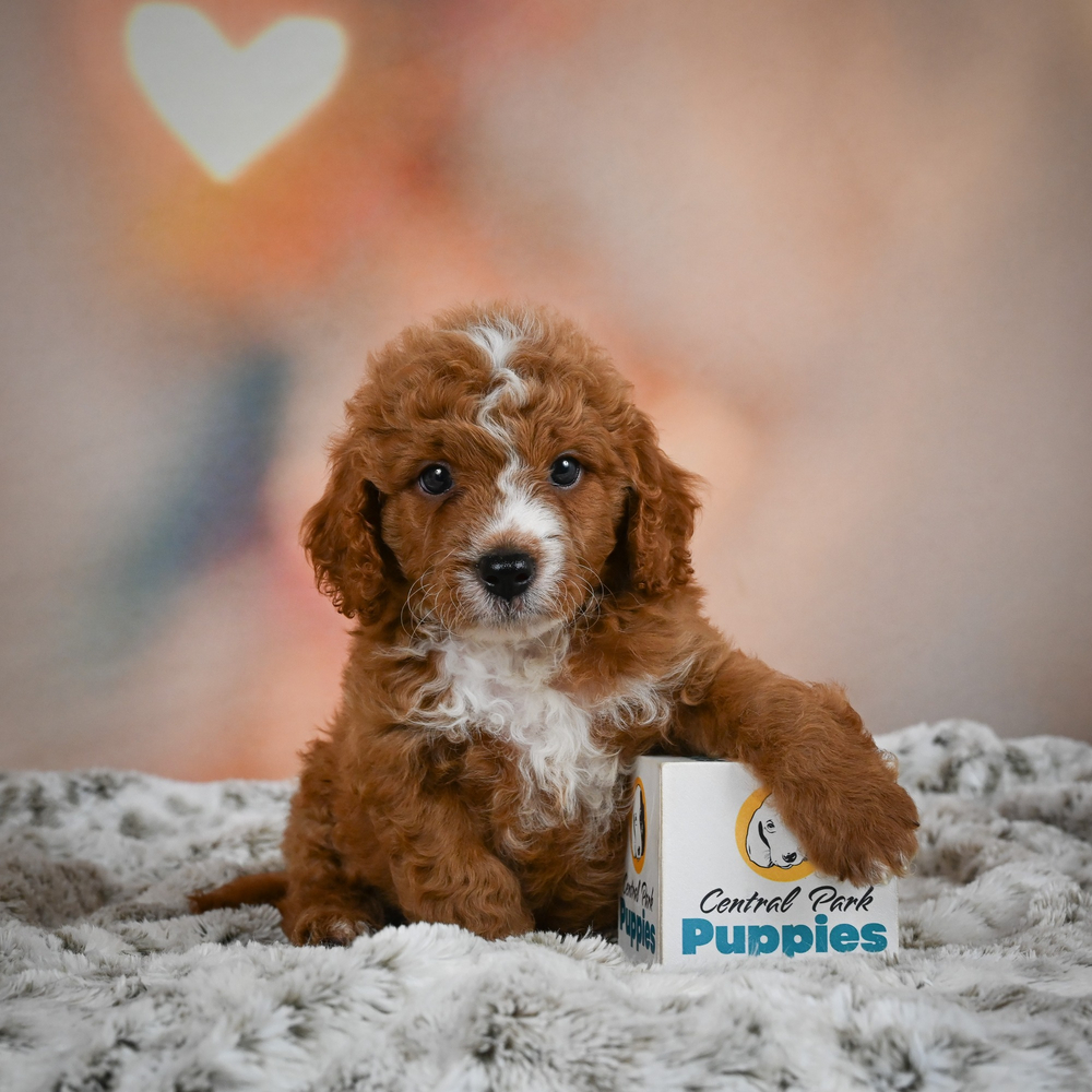 F1b Cavapoo Puppy for Sale in NYC
