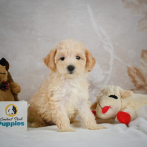 F1 Maltipoo Puppy for Sale