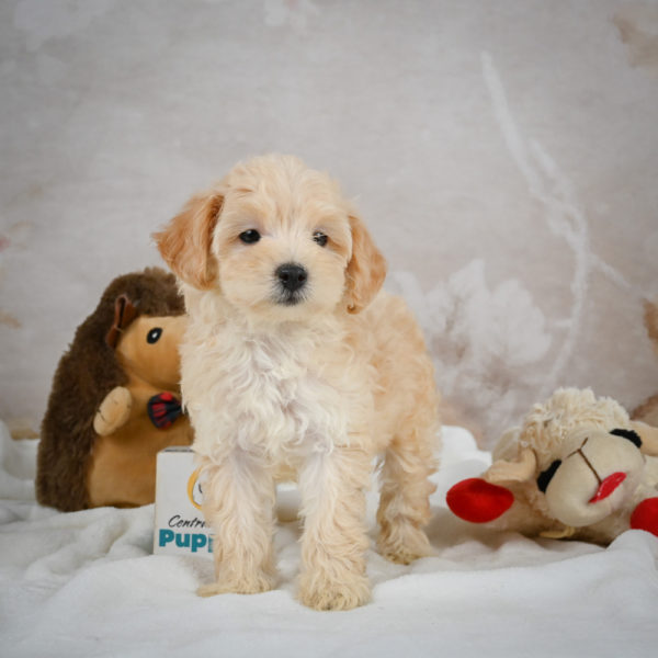 F1 Maltipoo Puppy for Sale