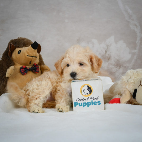 F1 Maltipoo Puppy for Sale