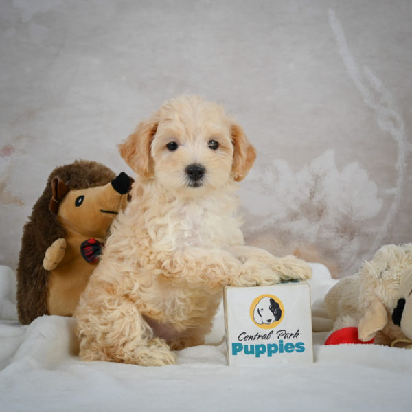 F1 Maltipoo Puppy for Sale