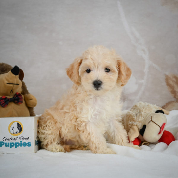 F1 Maltipoo Puppy for Sale