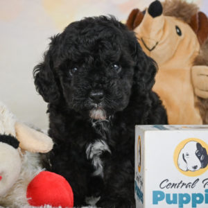 Toy Poodle Puppy for Sale
