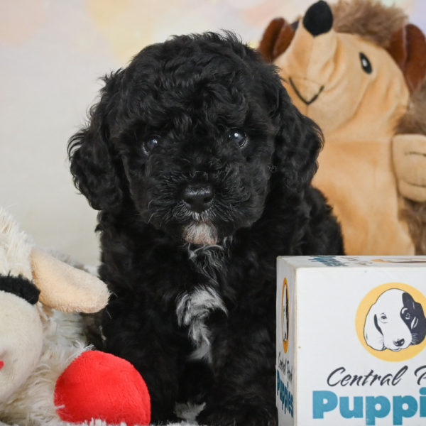 Toy Poodle Puppy for Sale