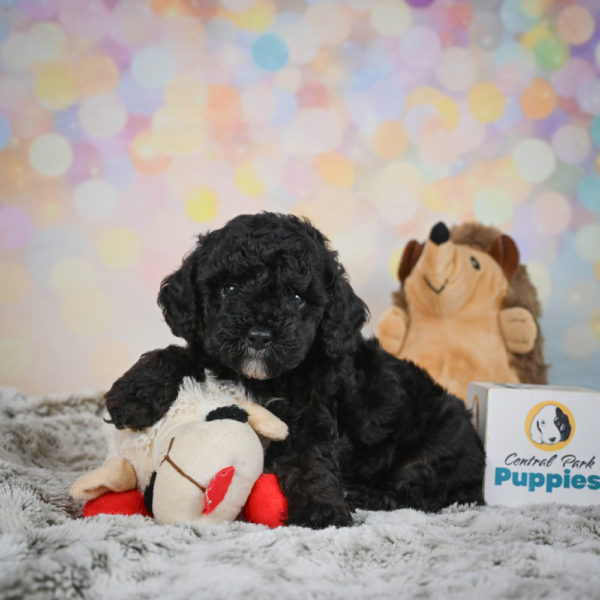 Toy Poodle Puppy for Sale