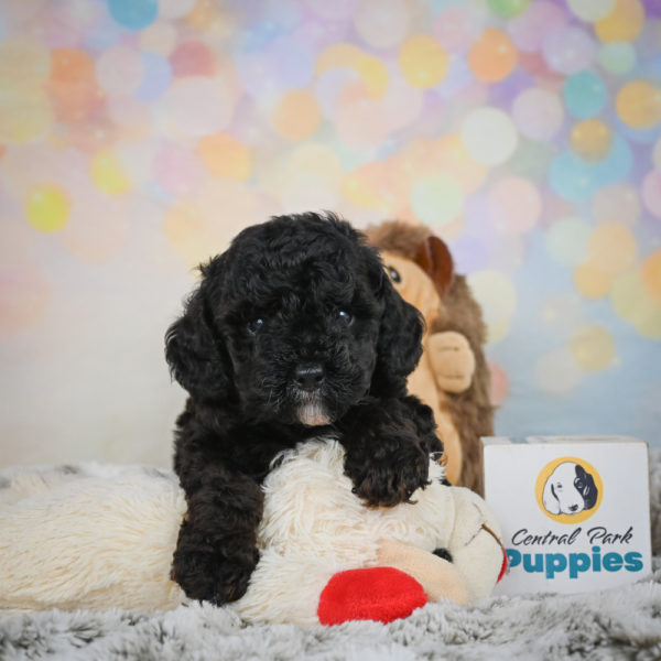 Toy Poodle Puppy for Sale