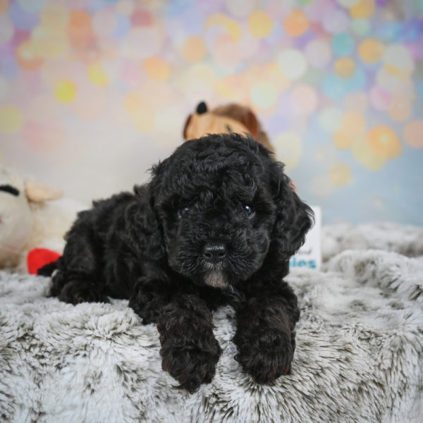 Toy Poodle Puppy for Sale
