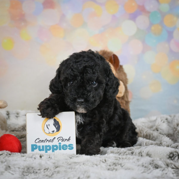 Toy Poodle Puppy for Sale