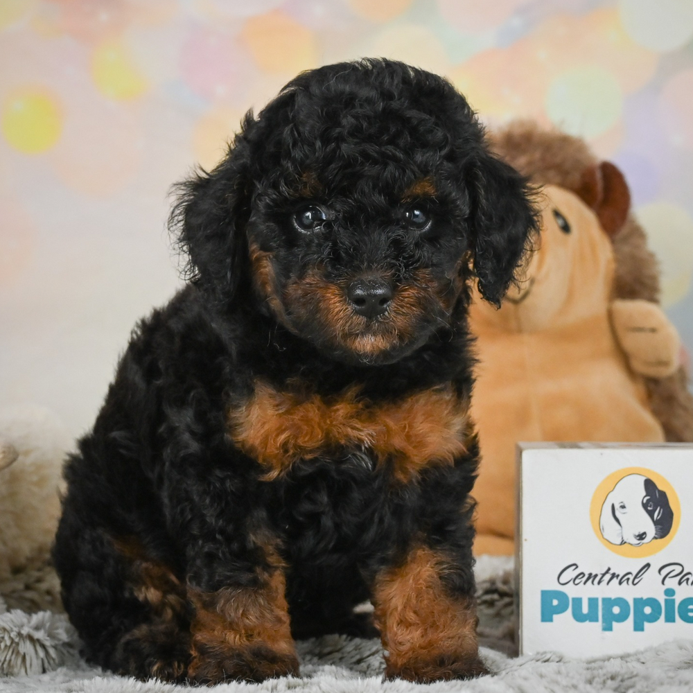 Toy Poodle Puppy for Sale in NYC