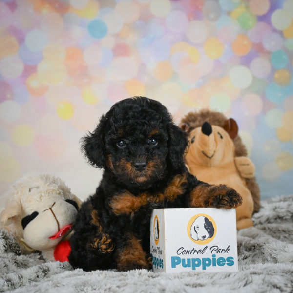 Toy Poodle Puppy for Sale