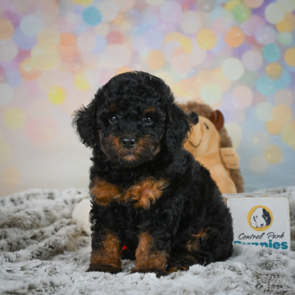 Toy Poodle Puppy for Sale