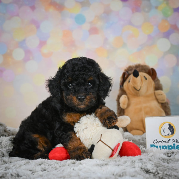 Toy Poodle Puppy for Sale