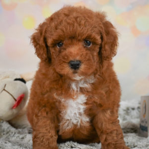 Toy Poodle Puppy for Sale