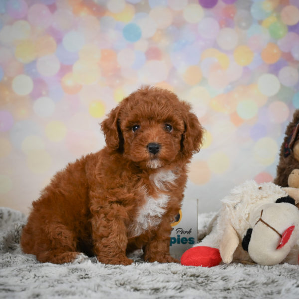 Toy Poodle Puppy for Sale