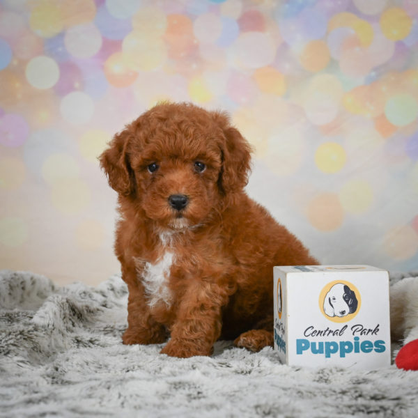 Toy Poodle Puppy for Sale