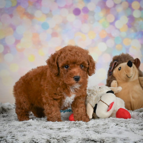 Toy Poodle Puppy for Sale