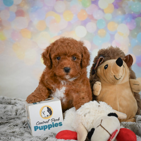 Toy Poodle Puppy for Sale