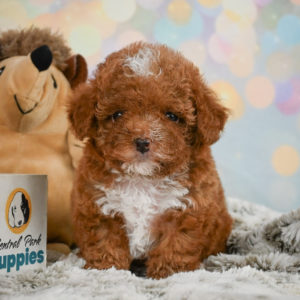Toy Poodle Puppy for Sale