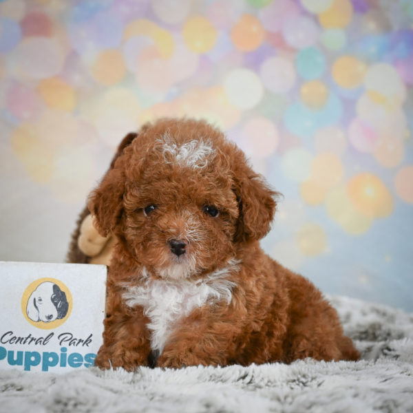 Toy Poodle Puppy for Sale
