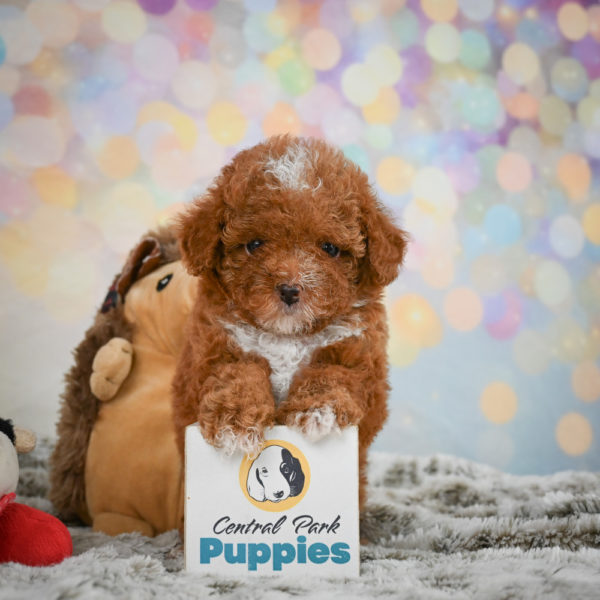 Toy Poodle Puppy for Sale