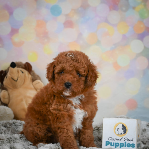 Toy Poodle Puppy for Sale