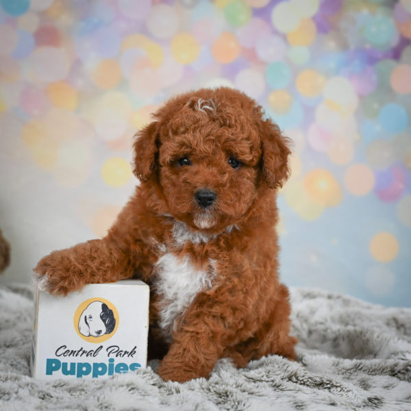 Toy Poodle Puppy for Sale