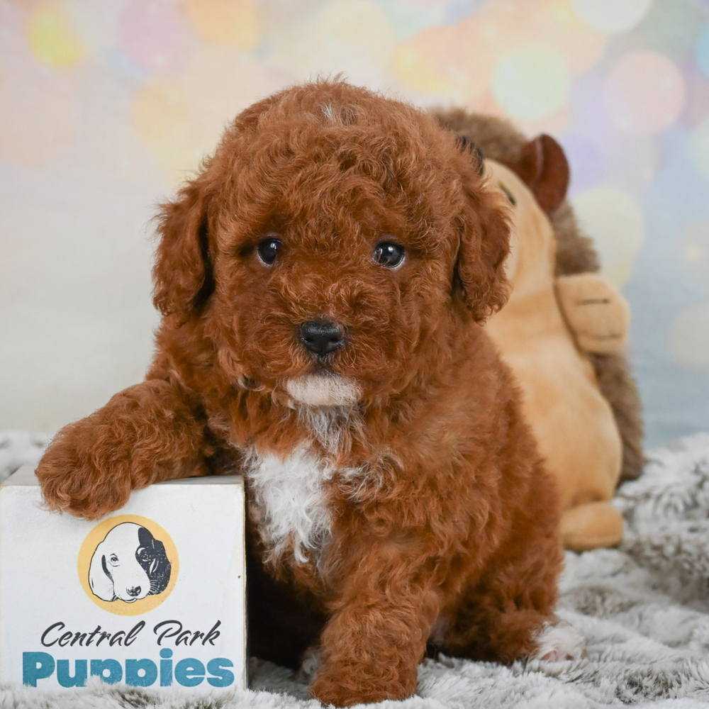 Toy Poodle Puppy for Sale in NYC