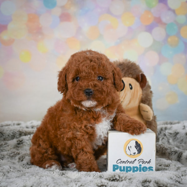 Toy Poodle Puppy for Sale