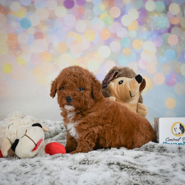 Toy Poodle Puppy for Sale