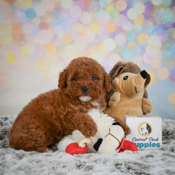 Toy Poodle Puppy for Sale