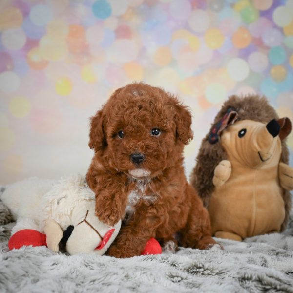 Toy Poodle Puppy for Sale