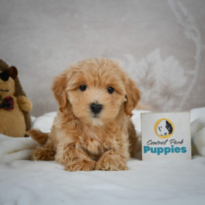 F1 Maltipoo Puppy for Sale