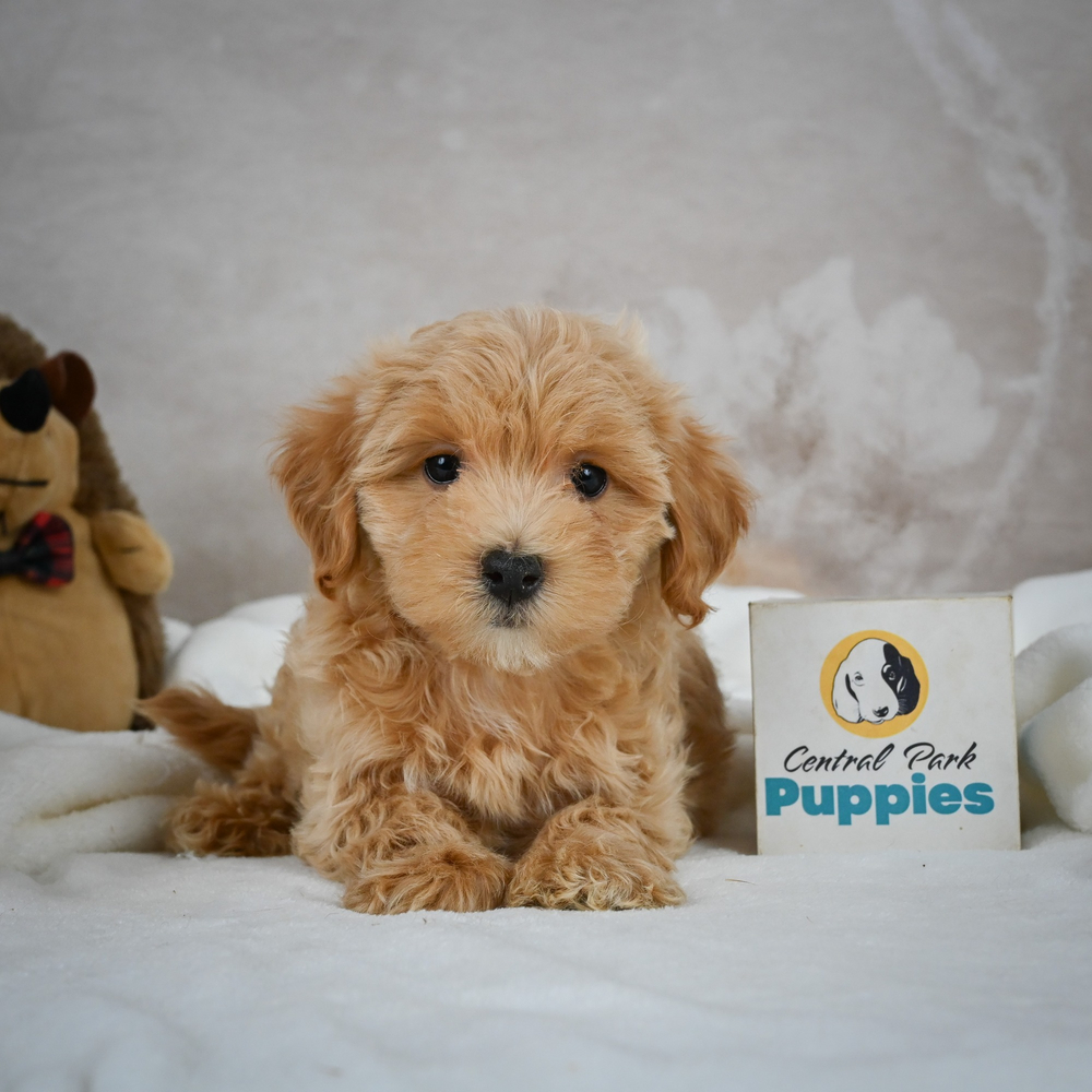 F1 Maltipoo Puppy for Sale in NYC