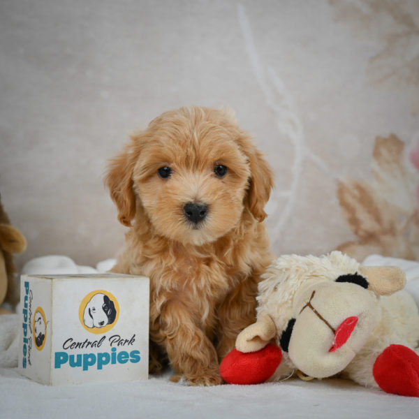 F1 Maltipoo Puppy for Sale