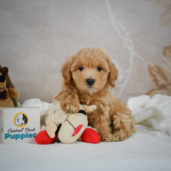 F1 Maltipoo Puppy for Sale