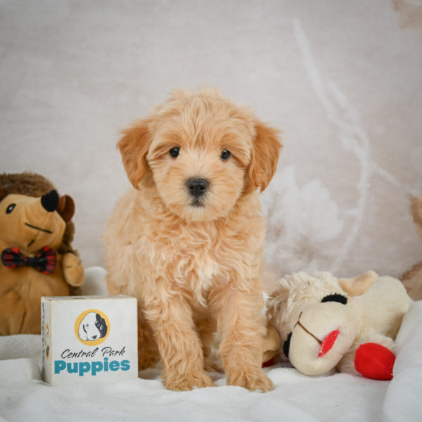 F1 Maltipoo Puppy for Sale