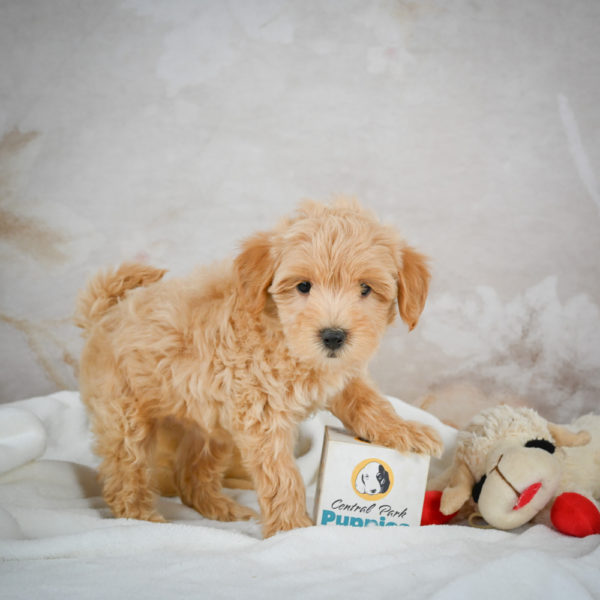 F1 Maltipoo Puppy for Sale