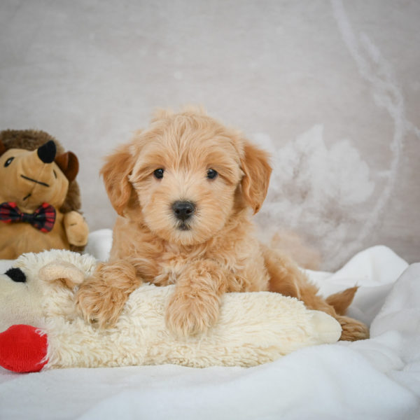 F1 Maltipoo Puppy for Sale