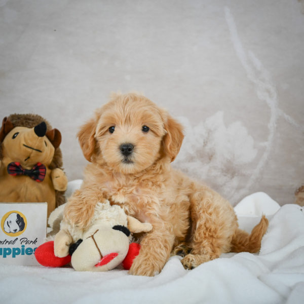F1 Maltipoo Puppy for Sale