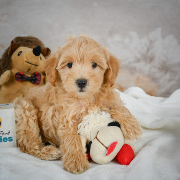 F1 Maltipoo Puppy for Sale