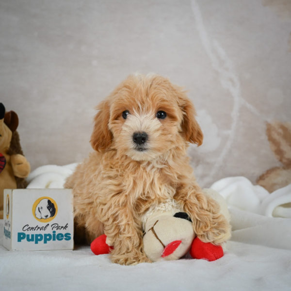 F1 Maltipoo Puppy for Sale