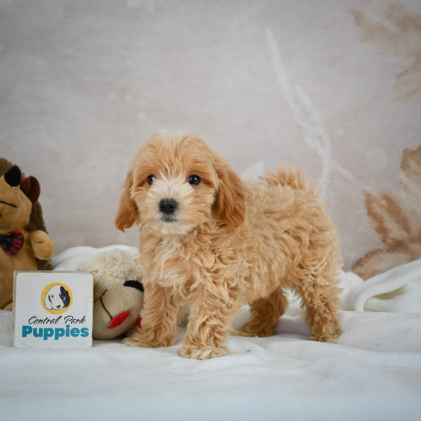 F1 Maltipoo Puppy for Sale