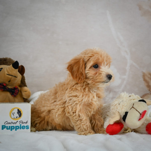 F1 Maltipoo Puppy for Sale