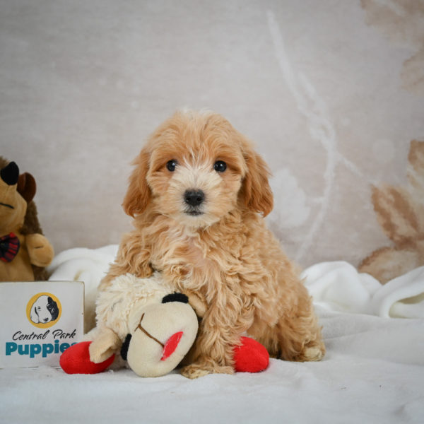 F1 Maltipoo Puppy for Sale