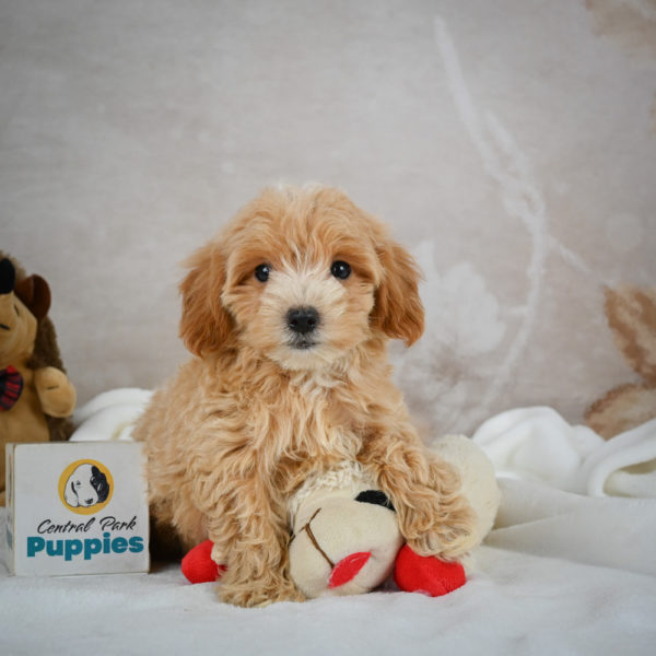 F1 Maltipoo Puppy for Sale