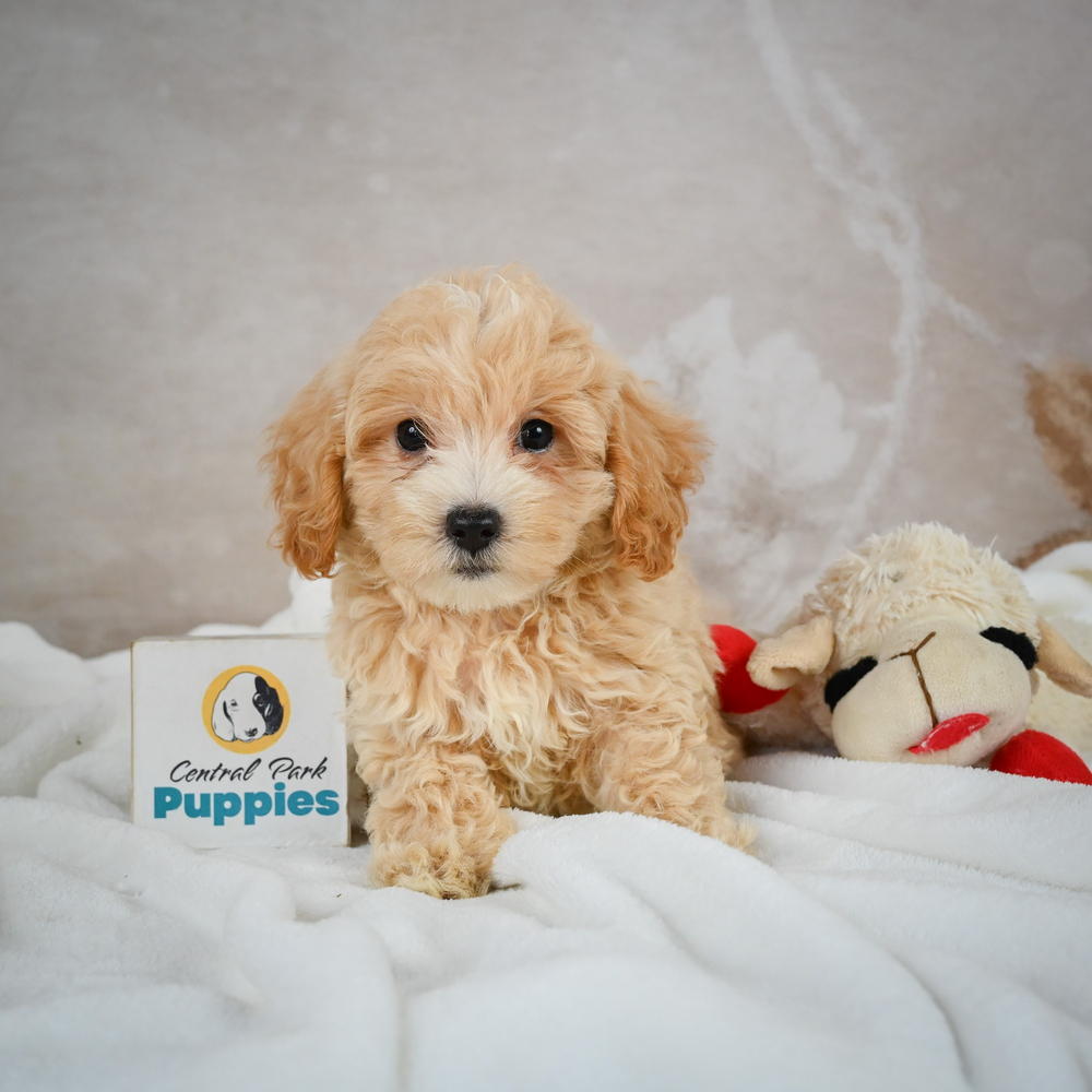 F1 Maltipoo Puppy for Sale in NYC