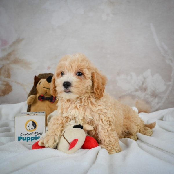 F1 Maltipoo Puppy for Sale