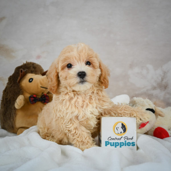 F1 Maltipoo Puppy for Sale