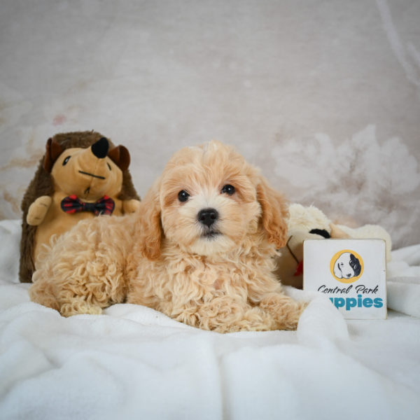 F1 Maltipoo Puppy for Sale